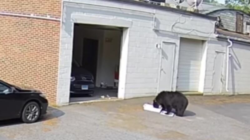 Un hambriento oso negro se metió al garaje de una pastelería de Connecticut, asustó a varios...