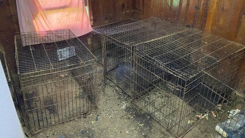 La policía publicó imágenes del lugar donde se encontraban los animales en jaulas.