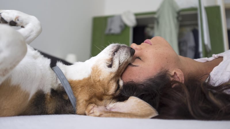 Para que una mascota sea legalmente considerada como un animal de apoyo emocional debe ser...